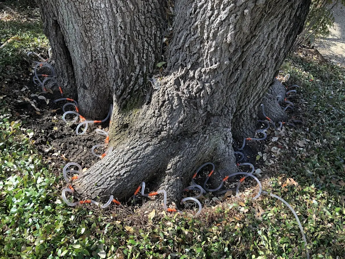 Detailed Tree Cabling and Bracing job site in Kenmare