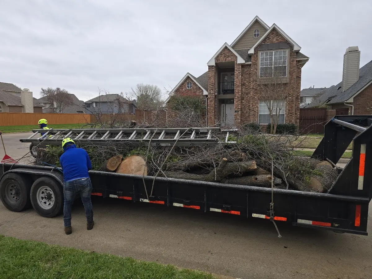 Expert Tree Removal with proper safety equipment in Kenmare